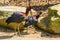 Glossy ibis couple preening each others plumage, birds caring for each other, typical bird behavior