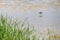 Glossy ibis in the Donana national park in Huelva, Andalusia, Spain.