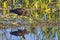 Glossy Ibis Eating A Bug, In Wetlands