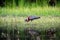 A Glossy Ibis feeding in a marsh pond with reflection