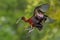 Glossy Ibis In Flight