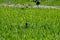 Glossy ibis hidden in green grass