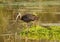 The glossy ibis (Plegadis falcinellus)