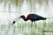 Glossy ibis (plegadis falcinellus)