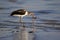 Glossy Ibis Plegadis falcinellus catching and eating an eel.