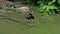 Glossy ibis, Plegadis falcinellus in a german nature park