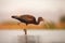 The glossy ibis Plegadis falcinellus hunting in a shallow lagoon