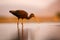 Glossy ibis Plegadis falcinellus looking for food in the shallow lagoon. Ibis with pink background in soft african light