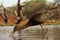 Glossy ibis Plegadis falcinellus searching for food in the shallow lagoon