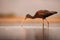 The glossy ibis Plegadis falcinellus searching for food in the shallow lagoon. Brown ibis with droplets at its beak with blurred