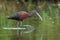 Glossy ibis, Plegadis falcinellus, wader bird in breeding plumage