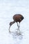 Glossy ibis, Plegadis falcinellus, wader bird in breeding plumage