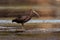 Glossy Ibis - Plegadis falcinellus is a wading bird in the ibis family Threskiornithidae, Shore bird with long beak in the water,