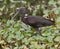 Glossy ibis portrait