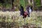 A Glossy Ibis shaking out it`s wet wings in a marsh pond