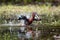 A Glossy Ibis splashing in a marsh pond while it bathes