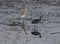 Glossy ibis stood in reeds of river marshland with squacco heron