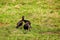 Glossy Ibis wading bird, Threskiornithidae, Kenya