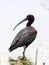 Glossy Ibis Wading in a Marsh in Cape May, NJ