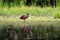 A Glossy Ibis wading in a marsh pond with reflection