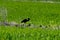 Glossy ibis walking on green grass