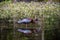 A Glossy Ibis watching a fish in a marsh pond with reflection