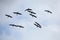 Glossy ibises flying over a swamp at Orlando Wetlands Park.