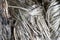 Glossy jute fiber. Raw jute fiber. Jute is known as the golden fiber. It is gray color natural vegetable fiber