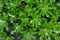 glossy-leaf paper plant, fatsi, paperplant, false castor oil plant,