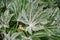 Glossy-leaf paper plant, Fatsia japonica Spiders Web, variegated leaf