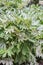 Glossy-leaf paper plant Fatsia japonica Spiders Web, variegated shrub