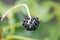 Glossy-leaf paper plant Fatsia japonica, umbel of black fruit