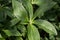 Glossy lush evergreen Hellebore plant leaves, Helleborous Lenten Rose, sunlit close-up view from above