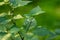 Glossy nightshade or Solanum americanum flower and tree