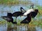 Glossy and sacred ibises, Amboseli National Park, Kenya