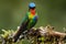 Glossy shiny tinny bird. Fiery-throated Hummingbird, Panterpe insignis, colourful bird sitting on branch. Mountain bright animal