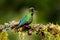 Glossy shiny tinny bird. Fiery-throated Hummingbird, Panterpe insignis, colourful bird sitting on branch. Mountain bright animal