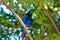 glossy starling