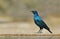 Glossy Starling - African Wildlife Background - Iridescent Shine
