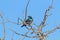 Glossy Starling Bird Perched on Dry Leafless Tree Branches