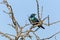 Glossy Starling Bird Perched on Dry Leafless Tree Branches