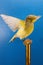 Gloster Corona Canary Bird