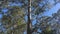 Gloucester tree in Gloucester national park of Western Australia