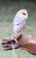 Glove of falconer holding a barn owl