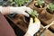 Gloved farmer or gardener putting green seedling into biodegradable pot