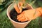 Gloved Gardener Planting a Plant