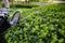 Gloved hand cutting the yew bush with hedge trimmer