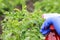 Gloved hand does the treatment of the spray on the red harmful larvae of the Colorado potato beetle on the green tops in the