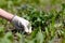 A gloved hand of a gardener removes the weed