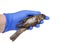 Gloved hand holding expired fox sparrow, isolated